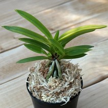 [금비농원] 금루각/부귀란 소엽풍란 석부작 목부작 공기정화식물 풍란, 1개