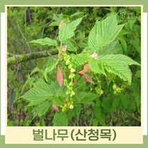 벌나무 묘목 산청목 산겨릅 실생1년생 뿌리묘 5개