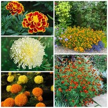 [6월 파종] 꽃 오래가는 메리골드 5종