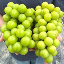 [2023년첫출하] 고당도 수출용 프리미엄 샤인머스켓 포도 1kg 2kg 샤인머스캣 선물세트, 1. 고당도 샤인머스켓 1kg