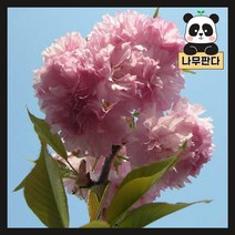(나무판다) 벚나무 묘목 시리즈, 1.왕벚 접목1년 (2주묶음), 1개