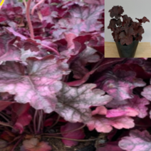 (GS소망)적색 휴케라모종(포트) 10개