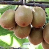 자가수정키위 묘목 5주