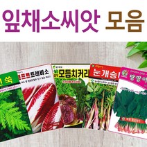 살아있는 씨앗 모음 채소씨앗 상추 쑥갓 궁채 유럽 치커리 루꼴라 치커리 청경채 시금치 파 양파 부추 도라지 곰취 더덕 곤드레 나물 내이 종자, D-슈퍼스타시금치 x 1개, 1개