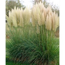 팜파스 그라스 (pampas grass 팜파스그라스 자이언트 깃털 대형 그라스 그래스 사초 억새 갈대 야생화 지피식물 월동식물 정원식물 가을꽃 가을식물 가을정원, 지름40cm화분(30리터), 1개