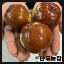 (나무농장) 대왕대추나무(다왕자오) R3 결실주 분