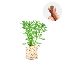 초보자도 키우기 쉬운 어항장식 포트수초 200종 모음, 24번) 미니링포트 물수세미