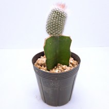 인플랜츠팜 비모란 백소정 미니 선인장 포트 반려식물