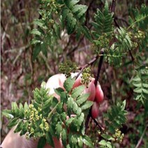 민초피나무/접목1년/묘목/F1620, 1개