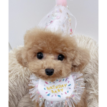 강아지 생일 모자 파티 꼬깔모자 파티햇 세트(모자+스카프빕)