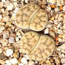 리톱스 카라스몬타나 다육이 눈사람 예쁜 다육 랜덤2-20, 단품