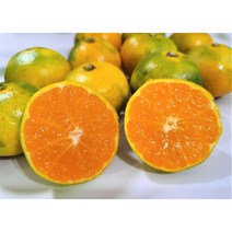 제주 귤 감귤 노지감귤 타이벡귤 조생귤 3kg 5kg 10kg, 타이벡 감귤 4.5kg(로얄)