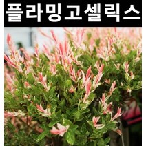 무늬버들(플라밍고샐릭스) 삽목1년 포트 5개/나무 묘목/활엽수/정원용