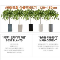 없음 [반값화분] MAIN-대형킹벤자민150(원조돈나무) 직접배송 축하화분 개업화분 거실화분 카페화분 인테리어화분 아레카야자 극락조 알로카시아 파키라 고무나무, 원통블랙