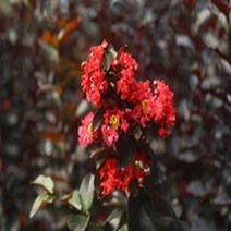 세종식물원 - 배롱나무 특선 백일홍나무 묘목 포트묘 택1, 1. 자엽배롱 블랙다이아몬드 레드 120L포트