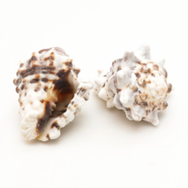 조개껍질 조개껍데기 소라껍데기 소라껍질, 봉, B08 장식용조개 뿔소라