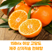 [산지직송] 제주도 천혜향 황금향 산지직송 고당도 가정용, 가정용 로얄과 5kg