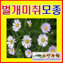 (D소망)야생화 벌개미취모종(포트) 15개