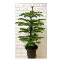 아라우카리아 트리나무 아라우카리아대형