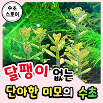 [수초스토어] 검역 아마니아본사이 5촉 / 구피 새우 어항 수초 쉬운 키우기 예쁜 은신처 중경 후경 초보 자연 풍성한 흑사 무이탄 치어 베타 열대어