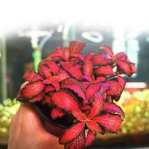 레드스타 1포트 - (수생 수중 수경재배식물), 단품