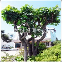 목하원예조경 엄나무 묘목 음나무 묘목 (실생1년특묘) 재배목