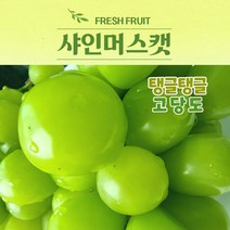 파라이즈 당도보장 국내산 프리미엄 샤인머스켓 2kg 4kg 과일선물세트, 4kg(4~5송이)