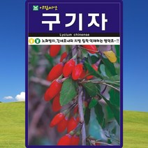 구기자 씨앗 구기자 나무 씨 종자 100립, 1개