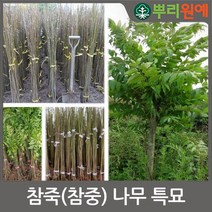 참죽나무묘목 10주 hsc