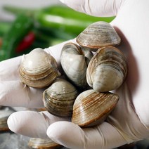 국내산 당일조업 해감완료 동죽조개 2kg 3kg