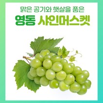 샤인머스켓 망고 포도 2kg 5송이내 영동 학산 송이꿀