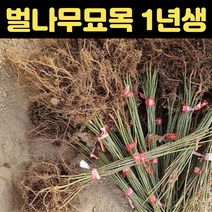 핫딜몬 벌나무 1년생 실생 약용수묘목, 1개