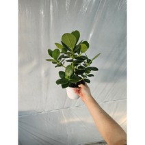 무배특가 관엽식물 쿠루시아 크루시아 중품 35-60cm 89