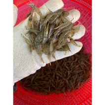 자연산 김장용 생새우 국내산 민물새우 1kg 2kg