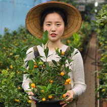향기로운 황금열매 유주나무 중형 기본 포트