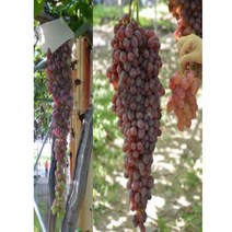 포도(홍삼척)/접목1년(포트)/묘목/k0590