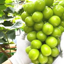 국내산 프리미엄 김천 샤인머스켓 포도 1kg 2kg 청포도 씨없는 포도 망고포도 에어포장 박스 제철과일 선물세트 보자기, 2_1. 프리미엄 샤인머스켓 2kg x 1박스
