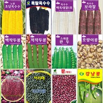 옥수수/콩류 씨앗 모음 초당옥수수 작두콩 강낭콩 서리태, 4.황백초당옥수수 400g