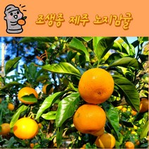 제주 조생종 새콤달콤 노지 감귤 맛있는 과일 선물용, 로얄과(2S~M) 5kg 60~80과