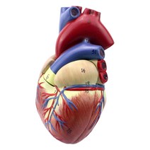 심장 내부구조 판막동맥이해 1:1모형 탐구학습 사이언스 상담실 진료실