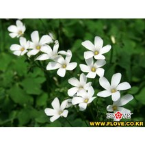 흰색사랑초