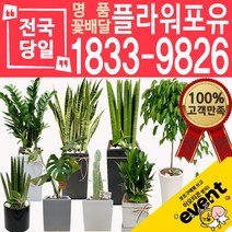 개업화분 인테리어식물 배송 떡갈나무 대엽홍콩 뱅갈고무나무 관음죽 알로카시아 소철 극락조 만냥금 무늬벤자민 파키라 당일, (선택52)아그레네오마