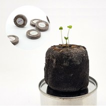 지피팰릿 식물 모종 키우기 2개, 레몬밤 2개