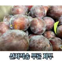 새콤달콤 싱싱한 생 푸룬자두 2 3kg(가정용 선물용) 명절 선물 자두 푸룬 생자두 국산자두 국내산자두 국산 국내산 푸룬생과 생과자두 귀한자두 가을자두, 3kg(가정용)