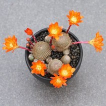 그린ovia카네이션나팔꽃타카디오스코아체육관Crassula um벨라 - Semillas, 청바오산 50PCS