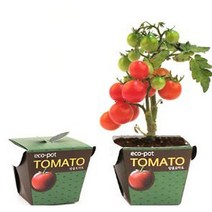 [RA㏓] 에코팟 방울토마토 식물 키우기 미니화분 기르기 채소키우기 새싹재배 베란다텃밭 키트 꽃키우기 테라스 씨앗선물 실내 책상 옥상 ▷_§Ea, 《본상품》
