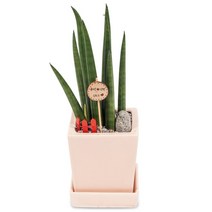 개업화분배송 개업식 화분배달 플라워365, 1개, 00 탁상용스투키