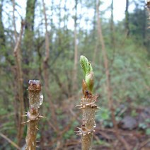 묘목/참두릅나무 1년 포트묘/5주 NS097, 1개