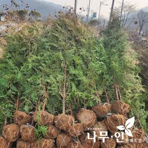 [나무인] 조선측백 분뜨기 키1.2m, 1개