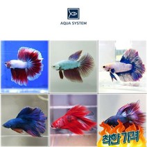 아쿠아시스템 선별 하프문 베타 수컷 1마리 랜덤발송